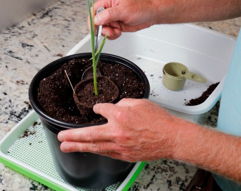 Uprawa czosnku w doniczce. Jak go dobrze ukorzenić i posadzić, by szybko wyrósł?