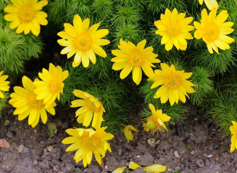 Skalniak to idealne miejsce dla miłka wiosennego.