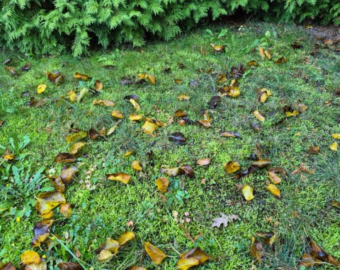 Jak raz a porządnie pozbyć się mchu z trawnika? Jesienią dobrze działa tani produkt, który masz w domu