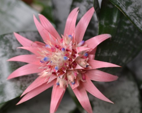 Echmea (Aechmea)