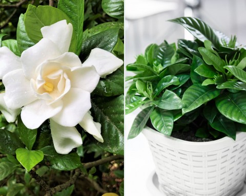 Jest jednym z piękniejszych kwiatów, jakie mogą trafić do twojego domu. Jak pielęgnować gardenię?