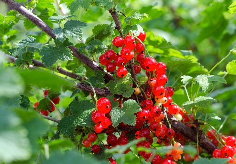 jak przycinać porzeczkę