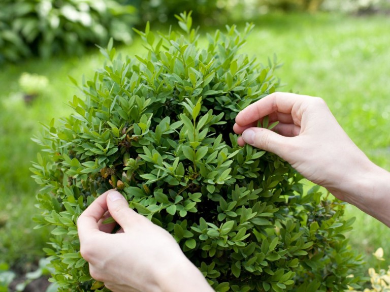 Rozmnażanie bukszpanu z jednego krzaczka. Szybki i skuteczny sposób na nowe sadzonki