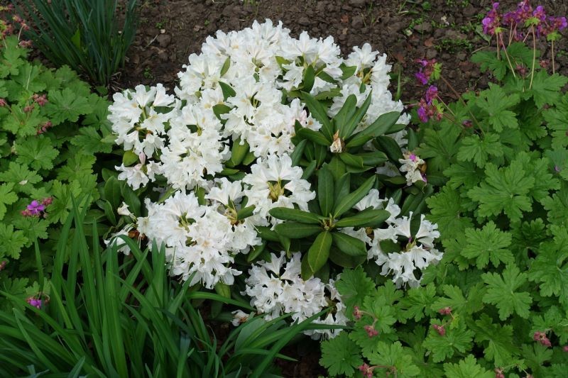Zdarza się, że rododendron nie chce kwitnąć.