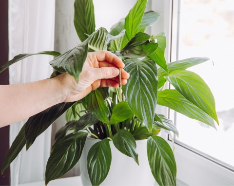 Zdrowe i gęste liście, regularne kwitnienie. Nawożenie roślin doniczkowych - sprawdzone patenty