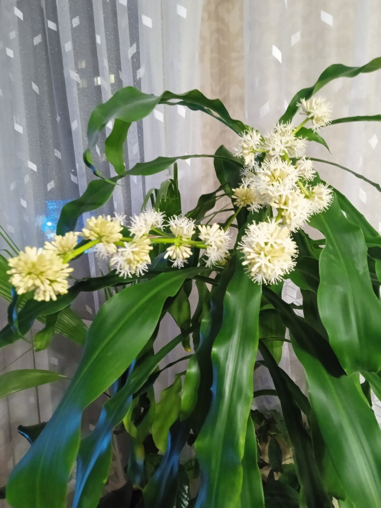 Pozostałe, Dracena wonna