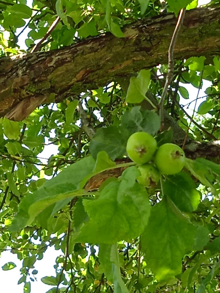 Rośliny, URODZIWY KONIEC WIOSNY