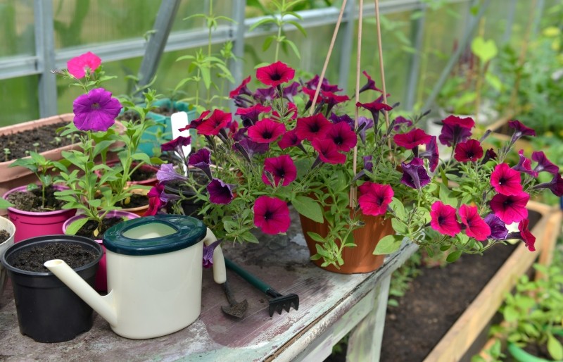 domowa odżywka na bujne kwitnienie petunii