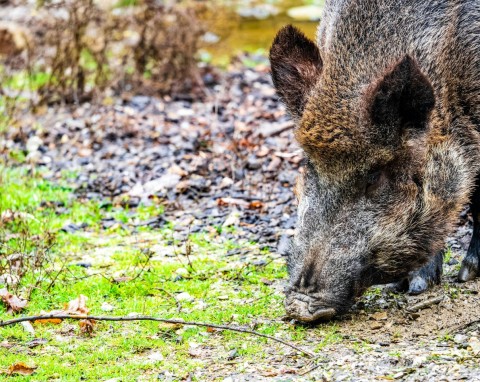 Jak chronić ogród przed dzikami? Proste i bezpieczne metody na odstraszenie, będą omijać działkę