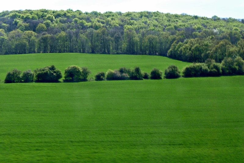 Pozostałe, " Dzikie " pola -                      