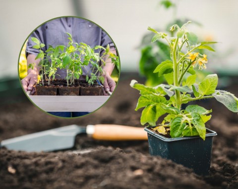 Jak hartować sadzonki pomidorów przed posadzeniem do gruntu? Sprawdzone metody ogrodnicze