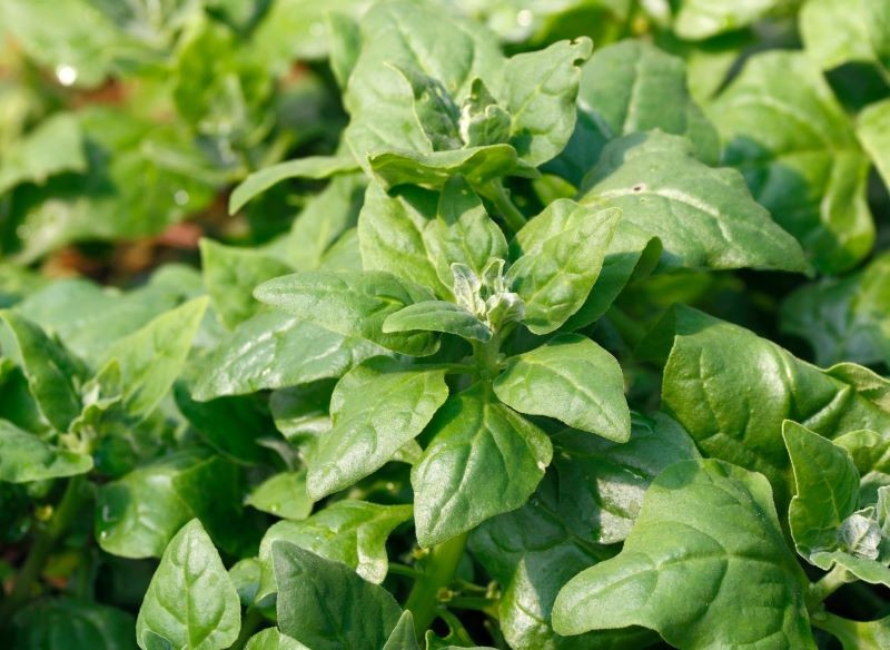 Najlepsze dla szpinaku nowozelandzkiego jest słoneczne stanowisko.