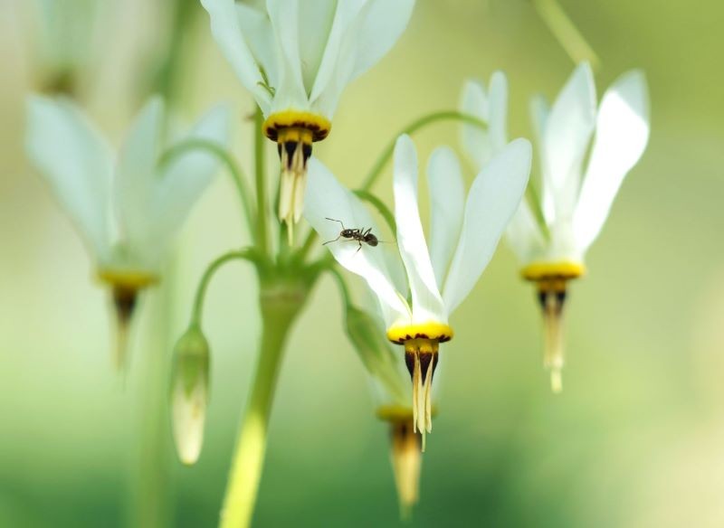 Kwiaty bożykwiatów mogą występować w różnych kolorach.