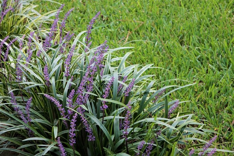 Jak uprawiać liriope szafirkowatą?