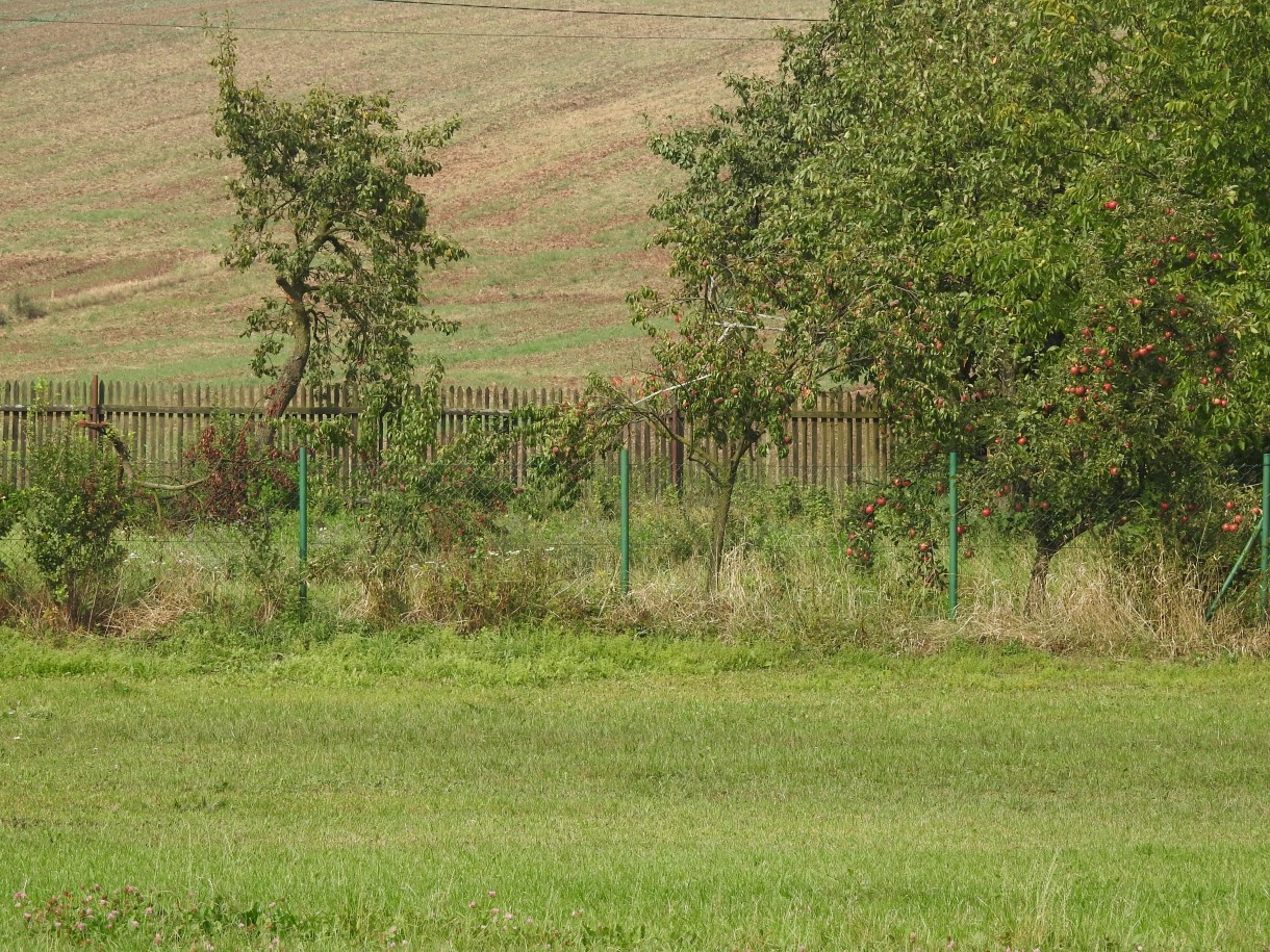 Ogród, ZACZAROWANE JABŁONIE