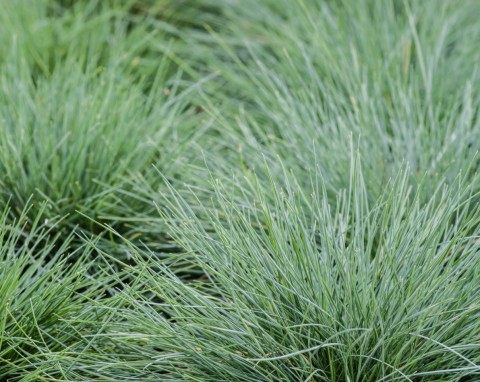 Kostrzewa Gautiera (Festuca gautieri)