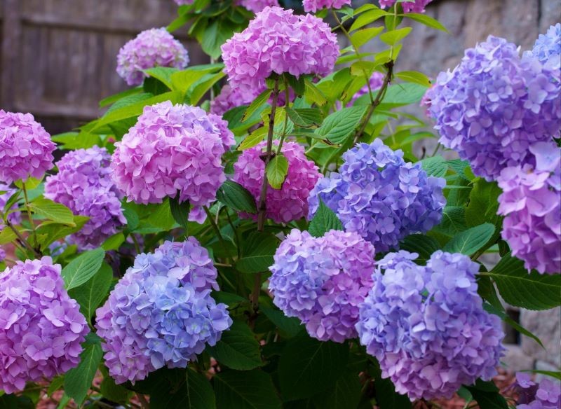 Hortensje zaczynamy zasilać w składniki odżywcze wczesną wiosną.