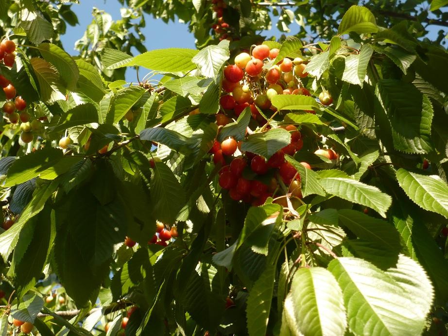 Pozostałe, Czerwcowe klimaty ......... - ..............i czereśnie...............