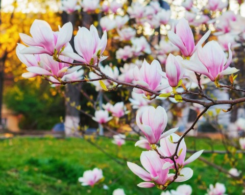 Co zrobić z magnolią przed zimą? Dobre sposoby ochrony i zabezpieczenia magnolii przed mrozem