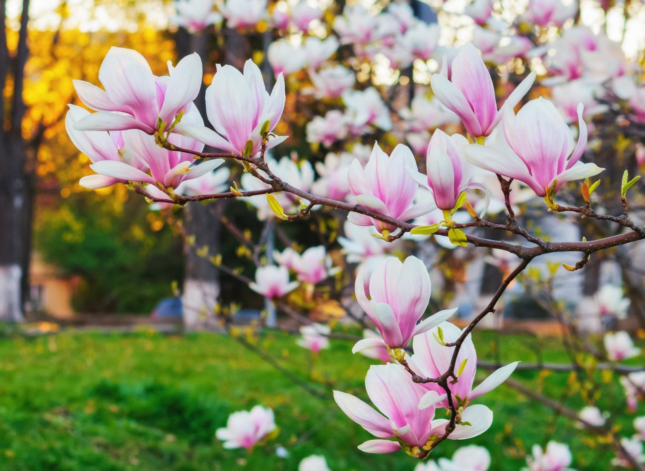  Przed zimą magnolie bardzo jej potrzebują. Lepiej przetrwają zimę