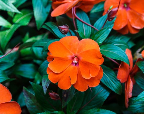 Niecierpek nowogwinejski (Impatiens hawkeri)