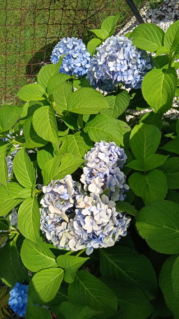 Rośliny, SIERPIEŃ w OGRODZIE