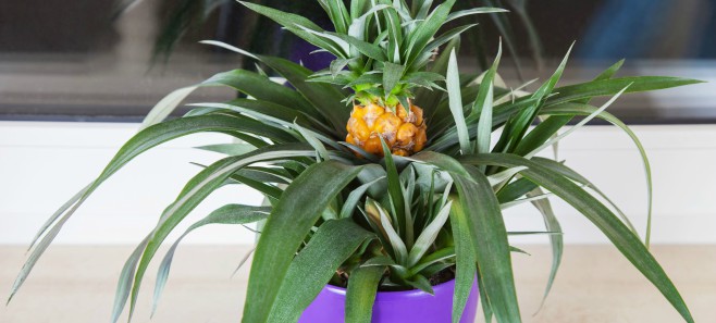 Jak wyhodować ananasa w domu?