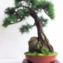 Dekoracje, Sztuczne drzewka bonsai (bonsai zokei) - Sztuczne drzewko bonsai - Bonsai Zokei:
http://dragon.netgaleria.pl/sztuczne-bonsai,39.html