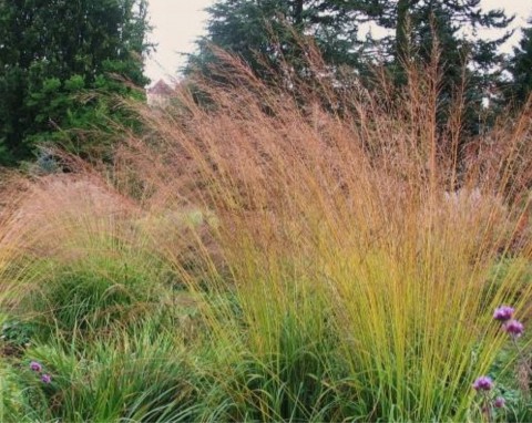 Trzęślica trzcinowata (Molinia arundinacea)