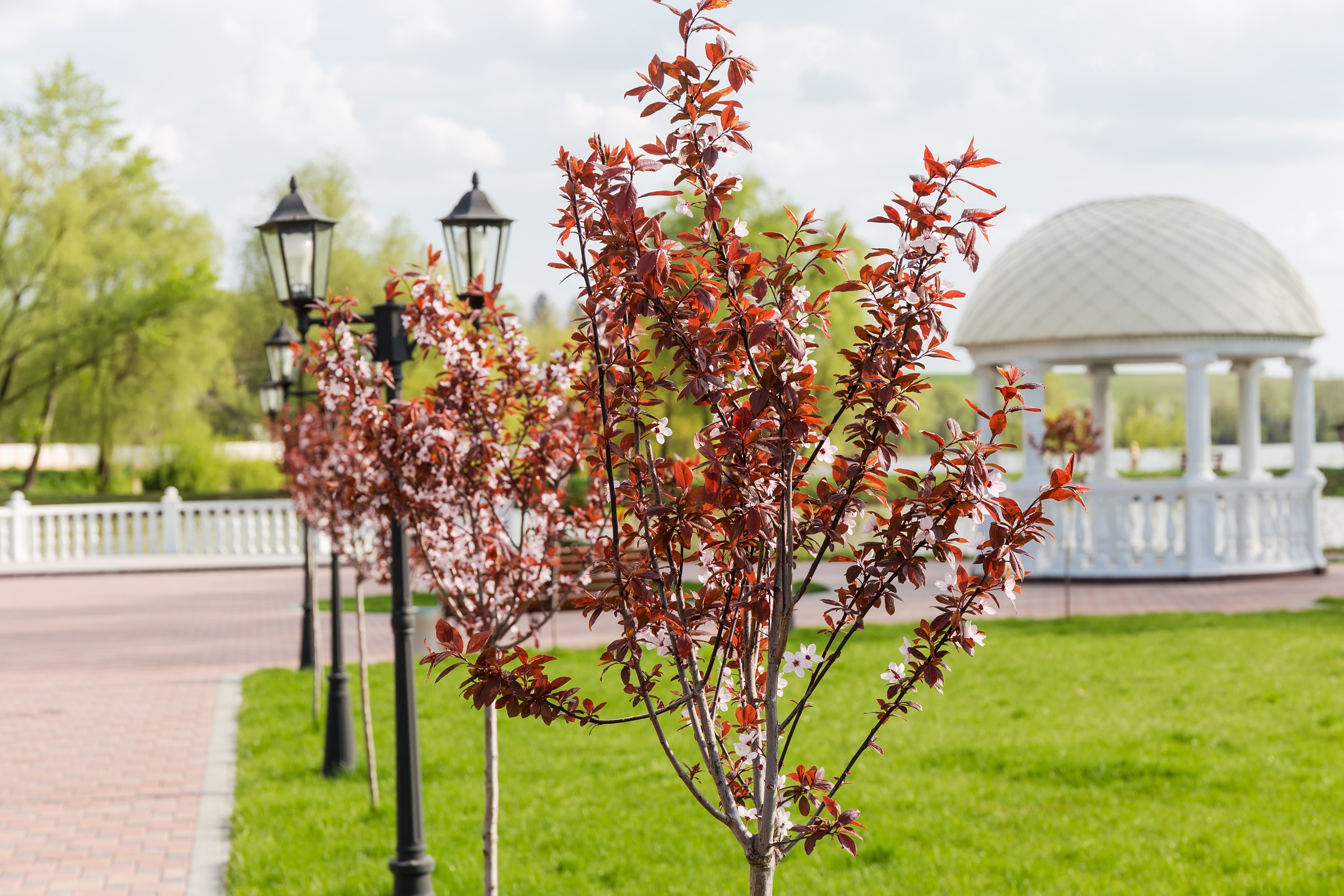 ałycza_różowe kwiaty