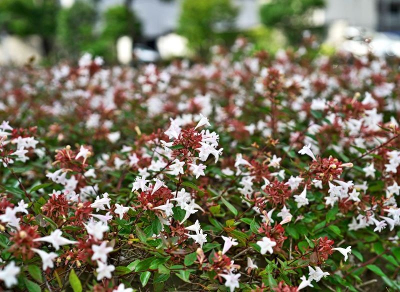 Abelię wielkokwiatową można posadzić w formie żywopłotu.
