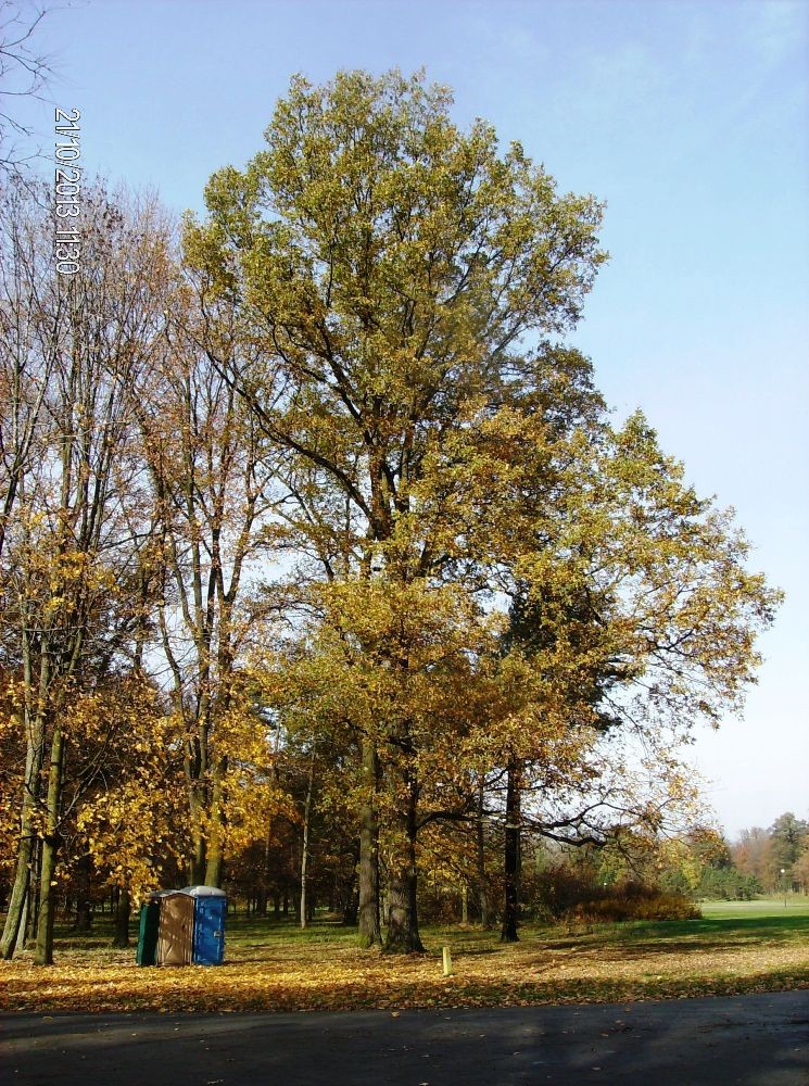 Pozostałe, PARK w ŚWIERKLAŃCU - bogatym starodrzewiem go obsadzono,