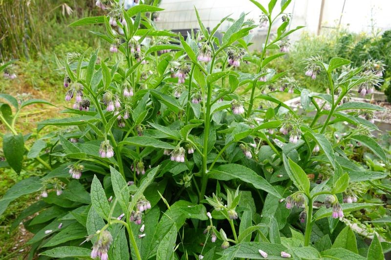 W ogrodzie możemy uprawiać żywokost lekarski, rosyjski i inne ozdobne gatunki.