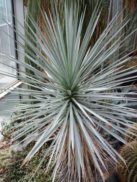 Pozostałe, Ogrod botaniczny