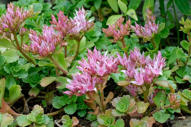 jak uprawiać rozchodnika kaukaskiego