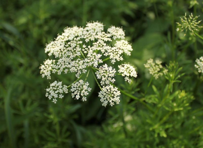 Wyrwany w ogrodzie podagrycznik pospolity wykorzystajmy do przygotowania naturalnego nawozu.