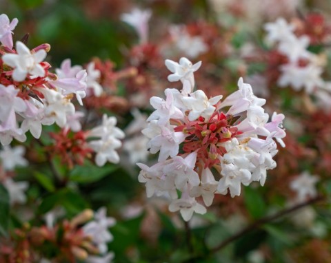 Uroczo pachnie, długo kwitnie i nadaje się na żywopłot. Abelia wielkokwiatowa – ciekawe odmiany, uprawa i zastosowanie