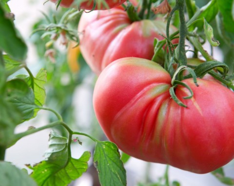 Naturalny nawóz potasowy. Na obfite kwitnienie i owocowanie pomidorów