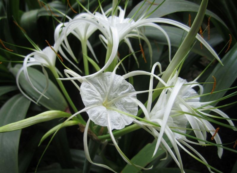 Duże, oryginalne i śnieżnobiałe kwiaty są znakiem rozpoznawczym ismeny.