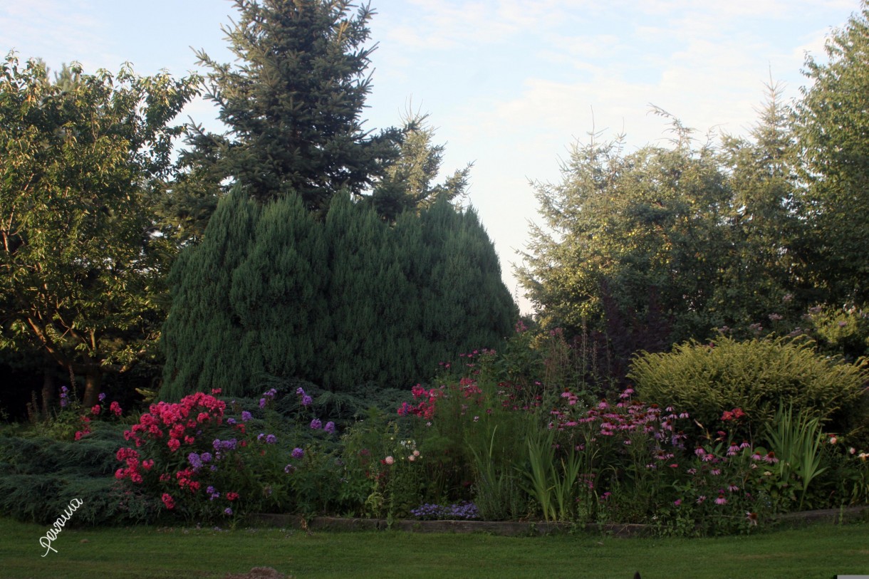 Pozostałe, LATO w moim ogrodzie i na tarasie - ta część, to kwiaty niebieskie, różowe i filetowe:)