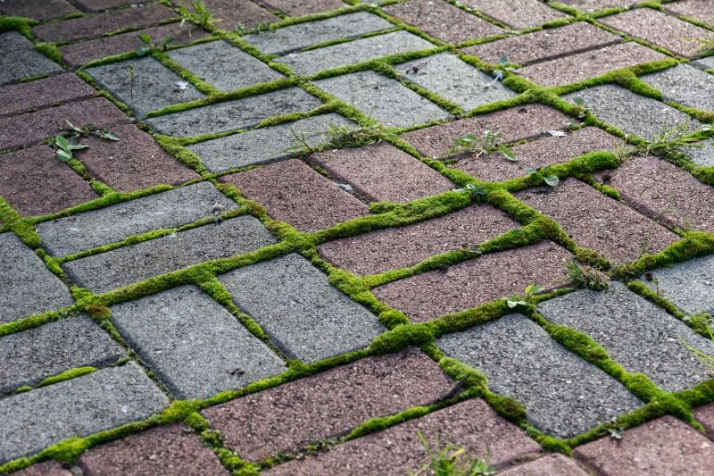 P&oacute;źna zima to dobry czas na usuwanie mchu z kostki brukowej przed domem.