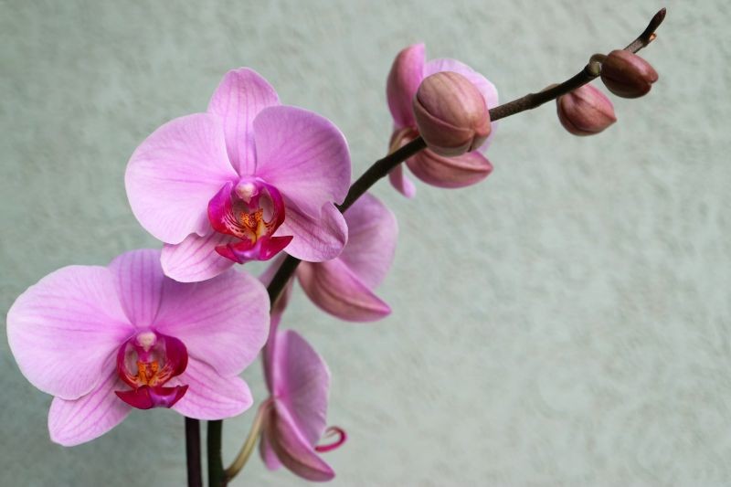 Zdarza się, że storczyk kwitnie słabo lub nawet wcale.