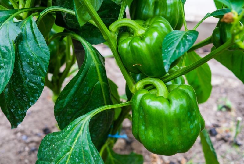 Gleba po pomidorach i papryce jest wyjałowiona.