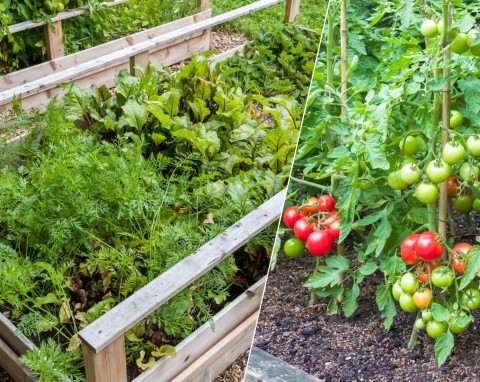 Co można zasiać po pomidorach, a czego absolutnie po nich nie sadzić?