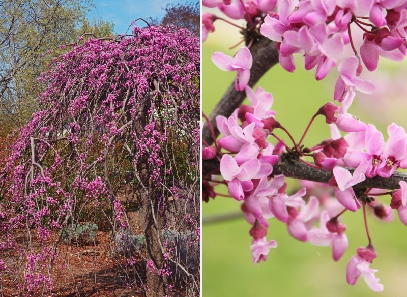 judaszowiec płaczący