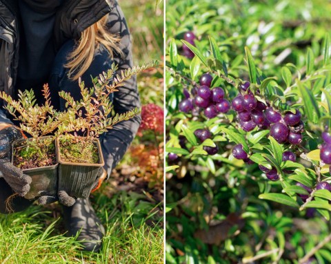 Idealny na żywopłot angielski i naturalny. Suchodrzew chiński – uprawa i pielęgnacja