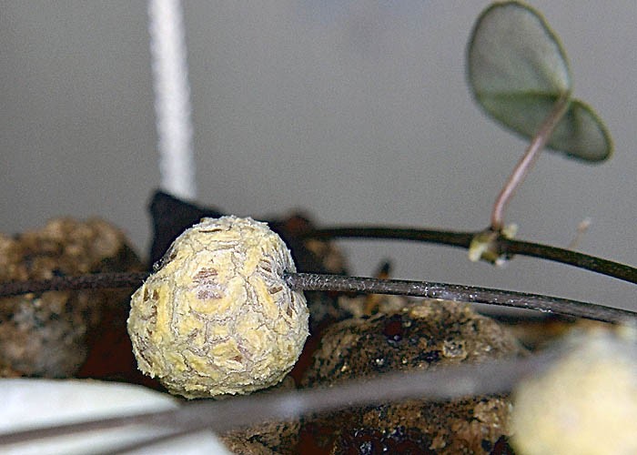 Pozostałe, Ceropegia woodii