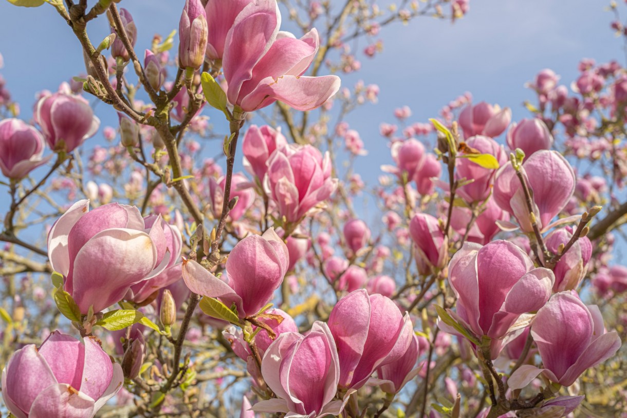 Rośliny, Urocza magnolia - Magnolia