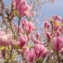 Rośliny, Urocza magnolia - Magnolia