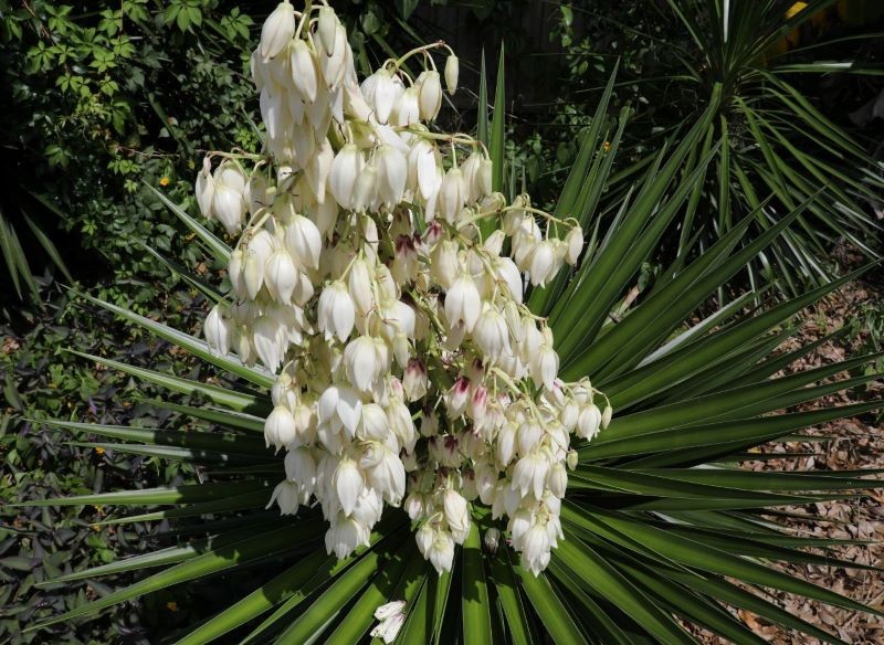 Juka ogrodowa nie ma dużych wymagań.